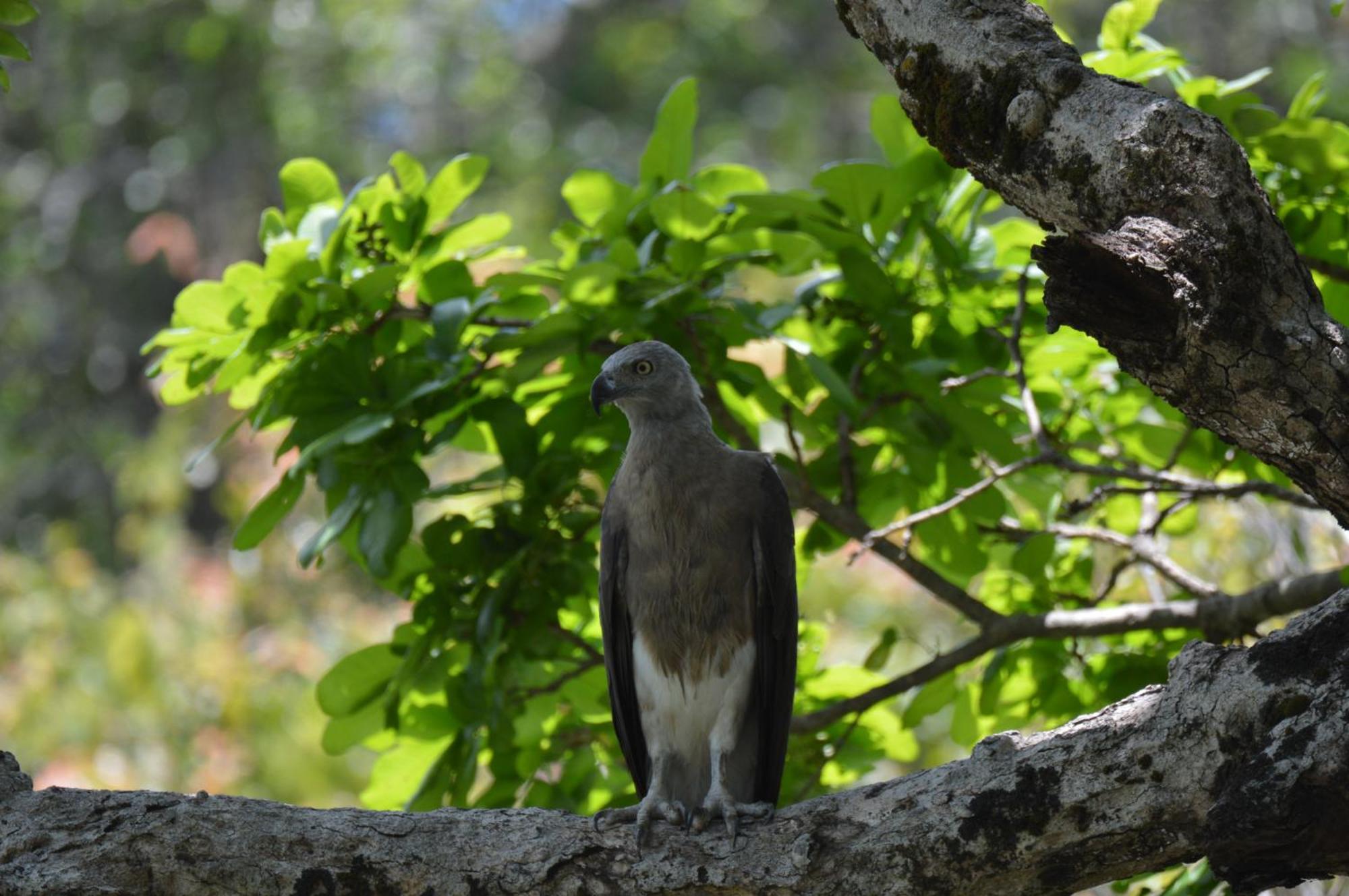 Priyanna Guest, Forest View Полоннарува Экстерьер фото