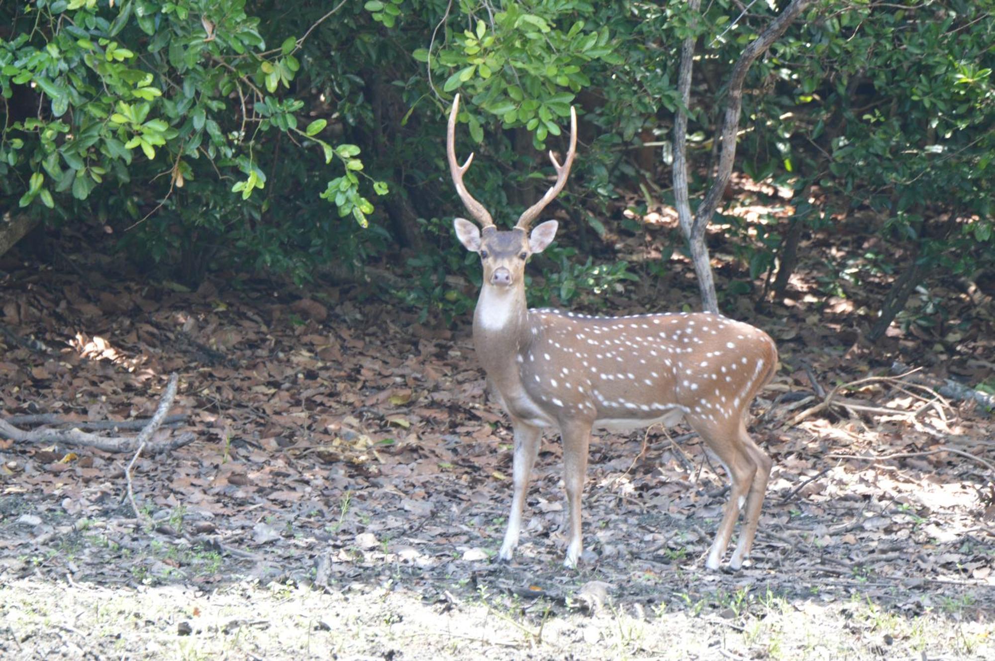 Priyanna Guest, Forest View Полоннарува Экстерьер фото